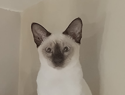 Chaiya is een chocolate point Thai poes 