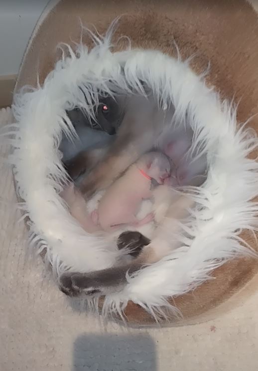 Ying tevreden in haar slof