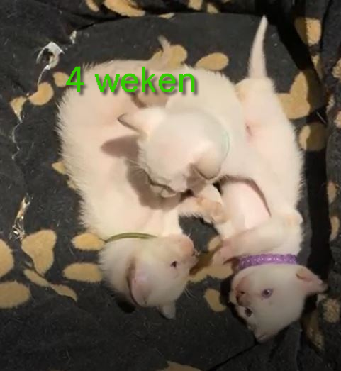 4 weken